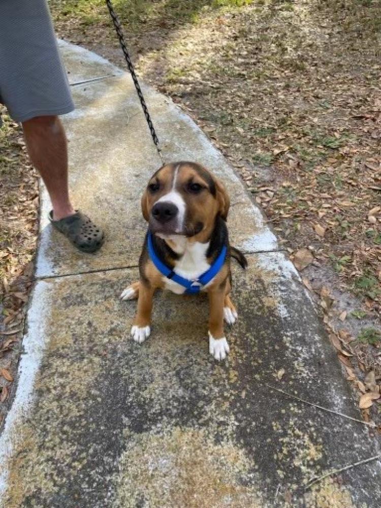 Shelter Stray Male Dog last seen Crystal River, FL , Inverness, FL 34450