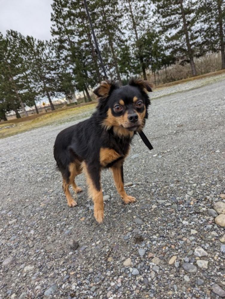 Shelter Stray Male Dog last seen Near S. 10th St. Mount Vernon 98273, Mount Vernon, WA, Burlington, WA 98233