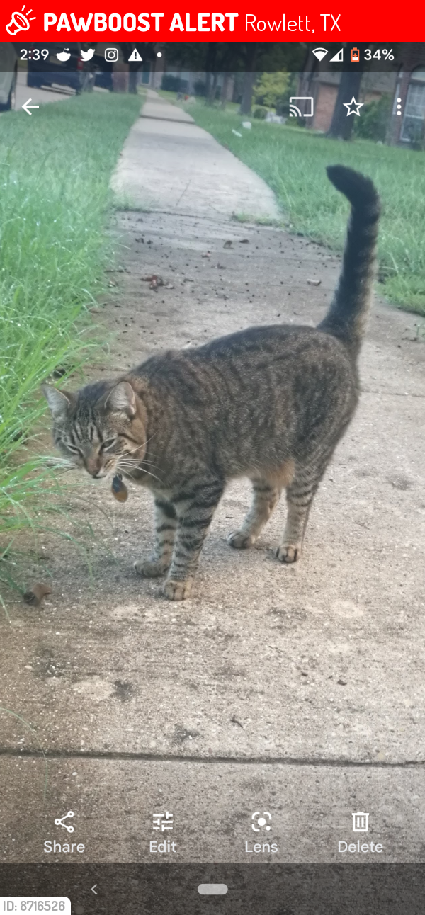Lost Female Cat last seen Tom thumb , Rowlett, TX 75089