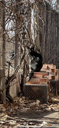 Found/Stray Unknown Cat last seen Los Ranchos, NM, Los Ranchos de Albuquerque, NM 87107