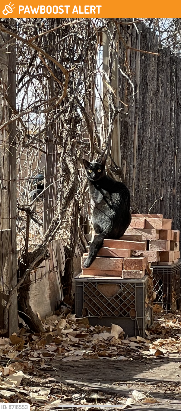 Found/Stray Unknown Cat last seen Los Ranchos, NM, Los Ranchos de Albuquerque, NM 87107
