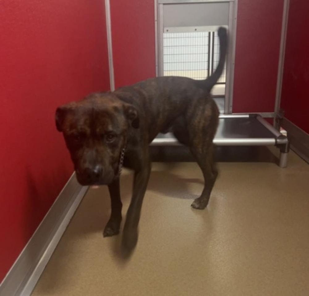 Shelter Stray Male Dog last seen Anderson County, SC , Anderson, SC 29622