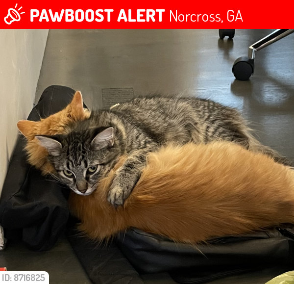 Lost Female Cat last seen Langford Drive and West Peachtree, Norcross, GA 30071