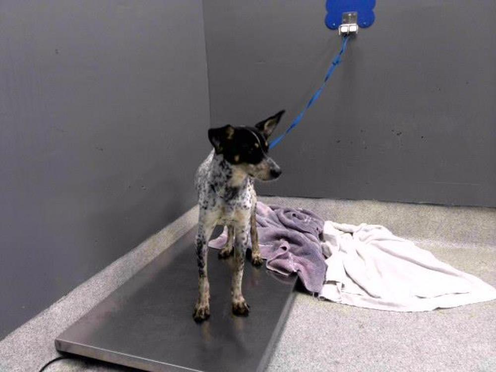 Shelter Stray Male Dog last seen Near BLOCK TENNYSON DR, TALLAHASSEE FL 32309, Tallahassee, FL 32311