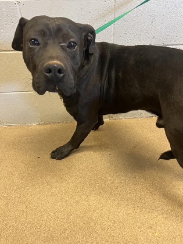 Shelter Stray Male Dog last seen Anderson, SC 29621, Anderson, SC 29622
