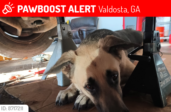 Lost Female Dog last seen Near Lankford drive , Valdosta, GA 31603