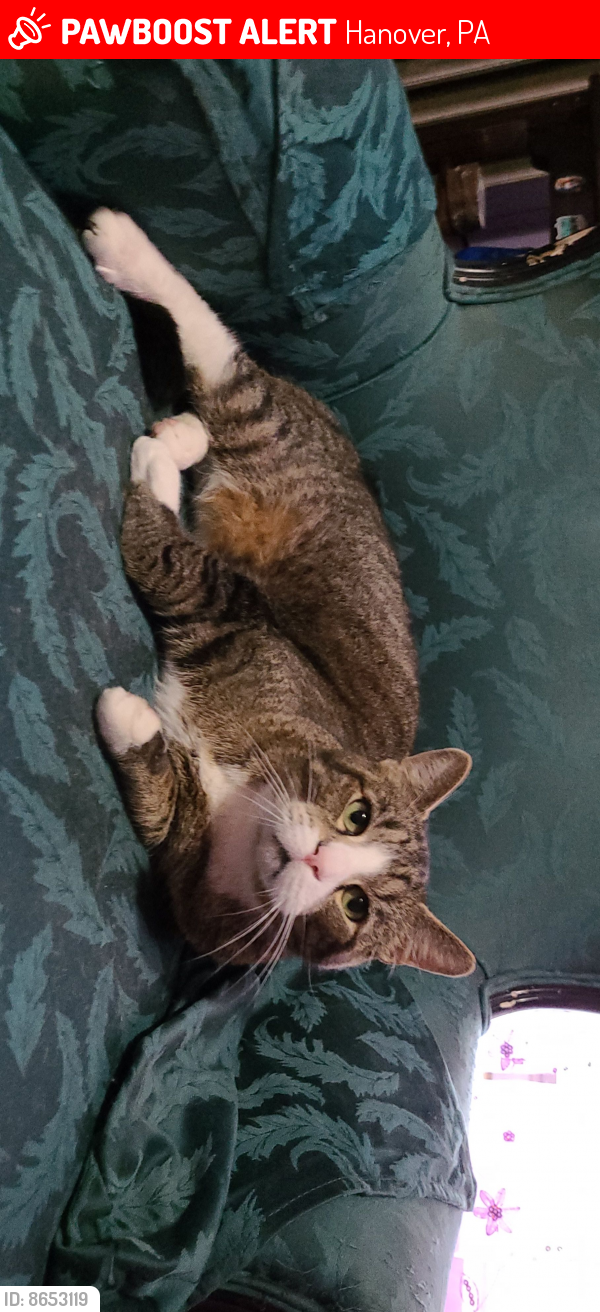 Lost Male Cat last seen Linden Ave and Elm Street, Hanover, PA 17331