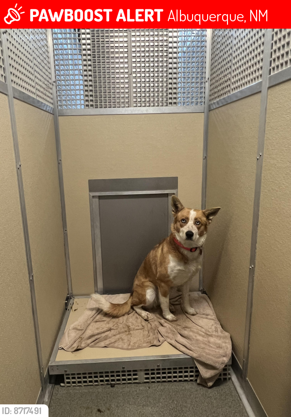 Lost Female Dog last seen Edith and Avenida Cesar Chavez , Albuquerque, NM 87102