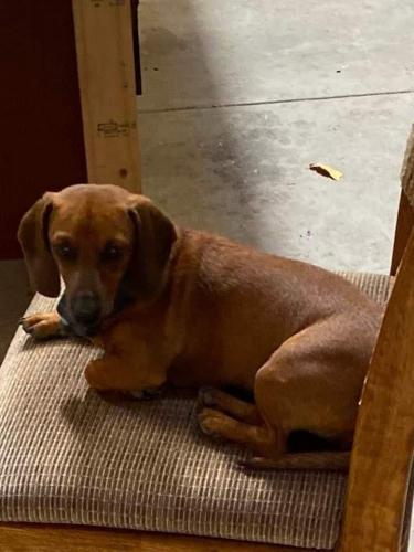 Lost Female Dog last seen Don Jacobo & Monica road , Peralta, NM 87042