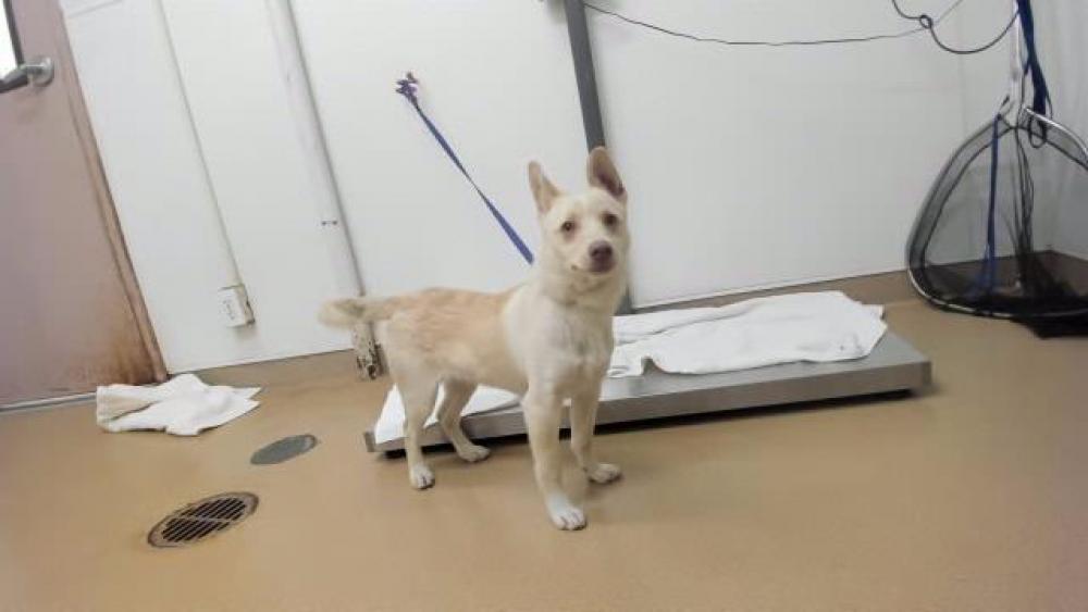Shelter Stray Male Dog last seen 7TH ST, Hayward, CA 94544