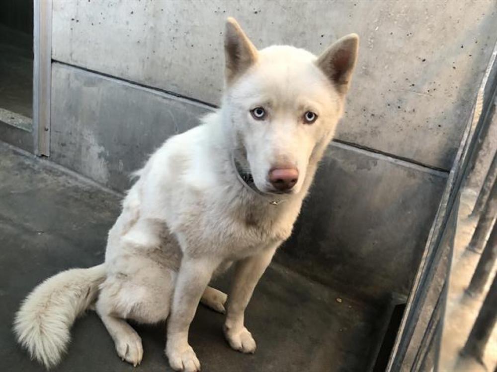 Shelter Stray Female Dog last seen CALIFORNIA AVE / E POMONA AVE, Pasadena, CA 91105
