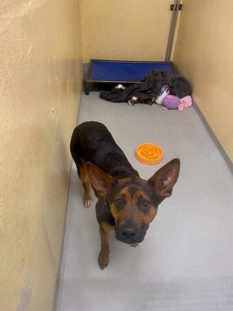 Shelter Stray Female Dog last seen Seattle, WA 98107, Seattle, WA 98119