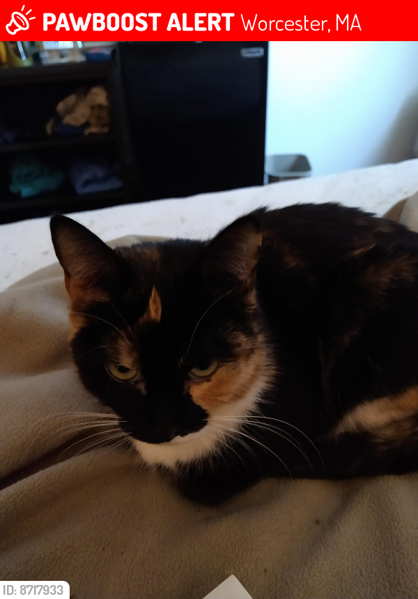 Lost Female Cat last seen Near Freeland street and south main street worcester, Worcester, MA 01603