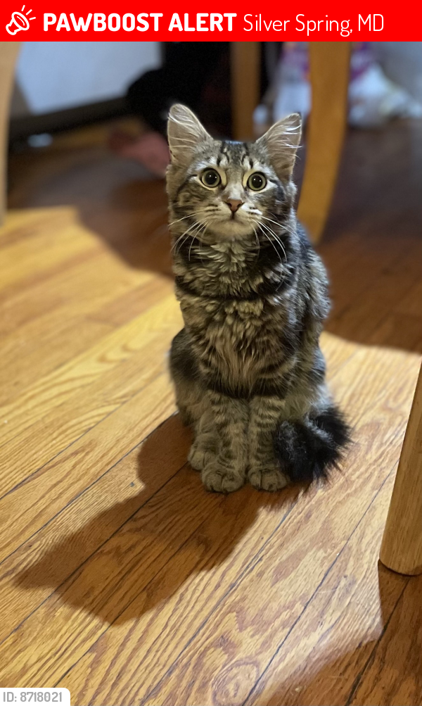 Lost Female Cat last seen Clifton park village, Silver Spring, MD 20901