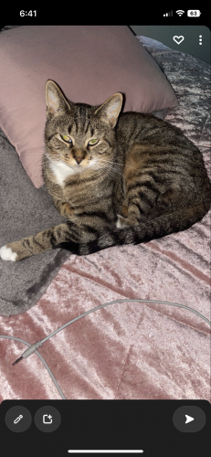 Lost Female Cat last seen Elm street , Park Forest, IL 60466