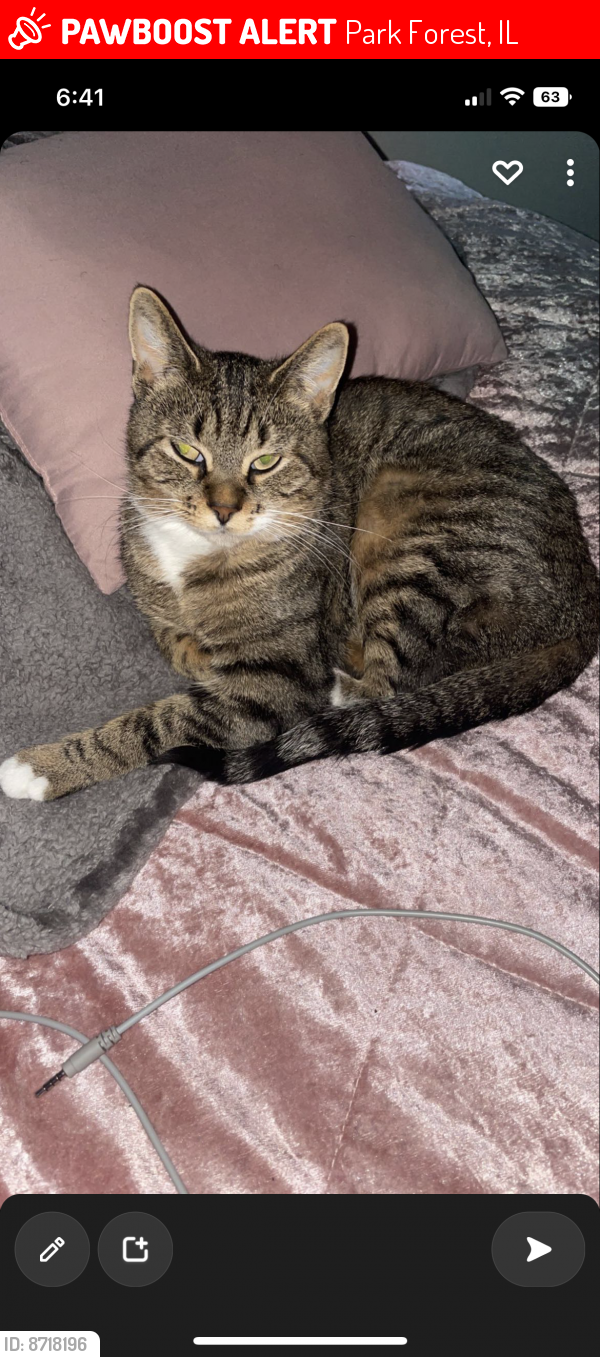 Lost Female Cat last seen Elm street , Park Forest, IL 60466