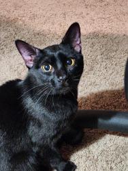 Reunited Male Cat last seen Rigert and Bryan Way, Beaverton, OR 97007