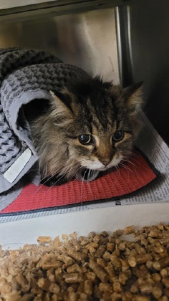 Shelter Stray Female Cat last seen Via Ventura, 75150, TX, Mesquite, TX 75149