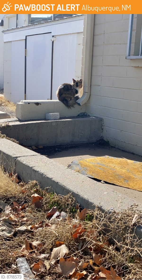 Found/Stray Unknown Cat last seen Stevens medical center , Albuquerque, NM 87110