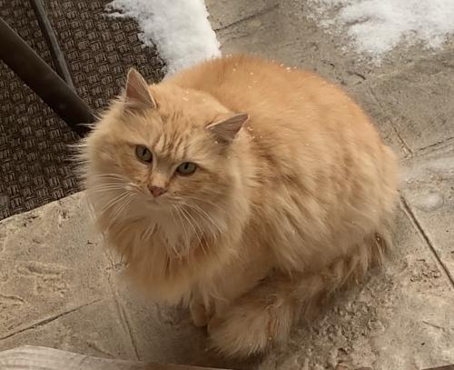 Found/Stray Unknown Cat last seen 121st and Laramie in Alsip , Alsip, IL 60803