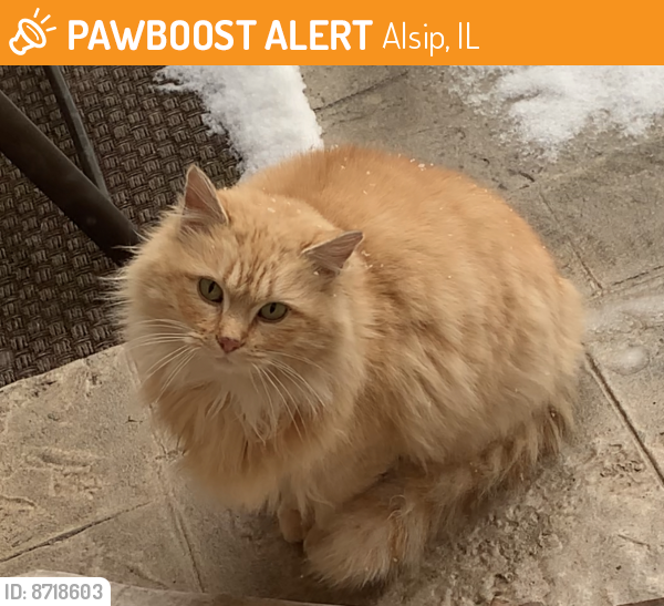 Found/Stray Unknown Cat last seen 121st and Laramie in Alsip , Alsip, IL 60803