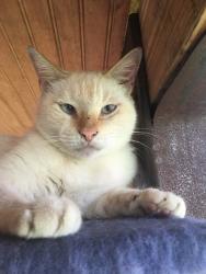 Lost Male Cat last seen Allen Genoa and Flagstone, Meadowbrook/Allendale neighborhood , Houston, TX 77017