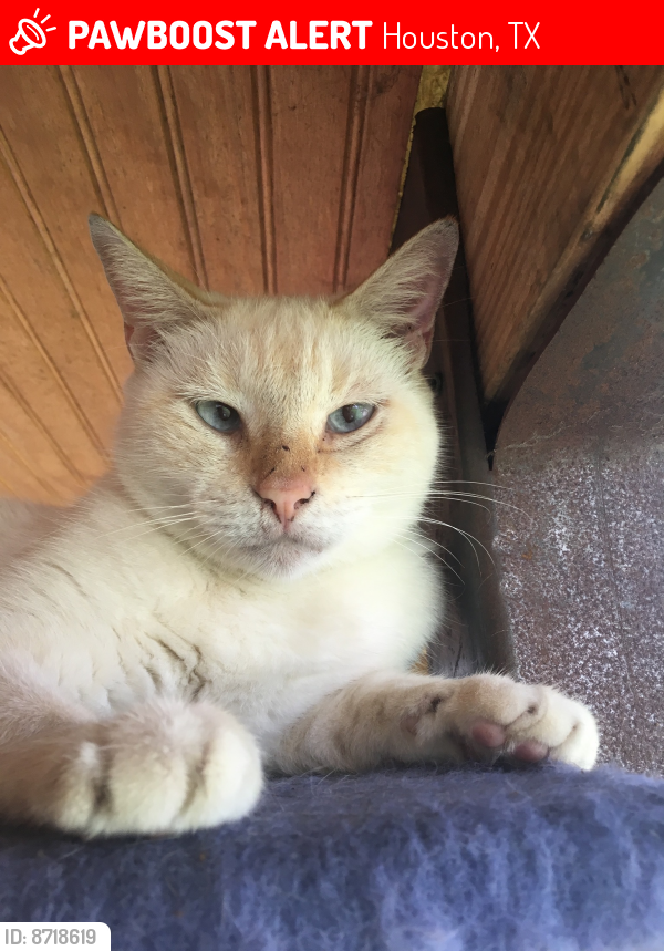 Lost Male Cat last seen Allen Genoa and Flagstone, Meadowbrook/Allendale neighborhood , Houston, TX 77017