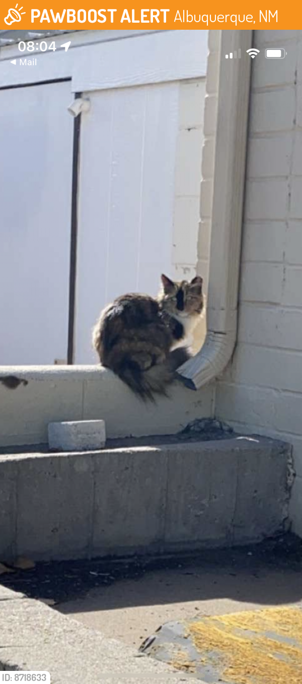 Found/Stray Unknown Cat last seen Menaul and Louisiana , Albuquerque, NM 87110