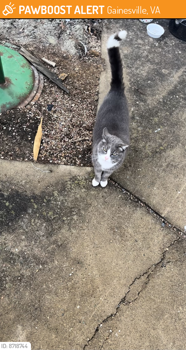 Found/Stray Unknown Cat last seen Gateway shopping center , Gainesville, VA 20155