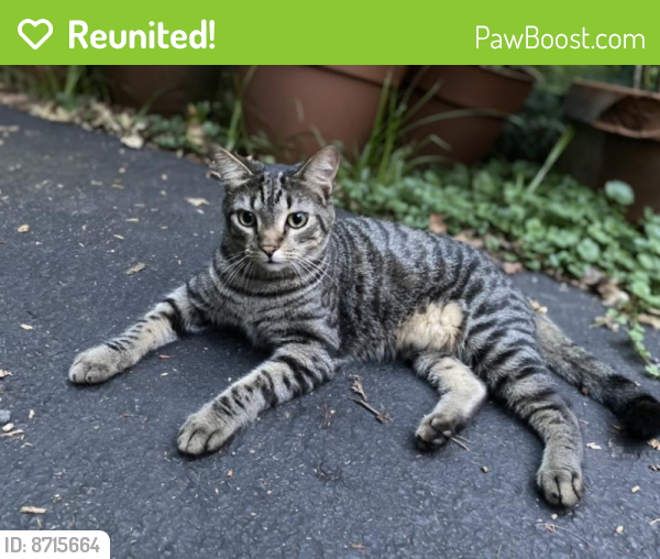 Reunited Male Cat last seen Kerns Road, Bel Air neighborhood, Falls Church, VA, Fairfax County, VA 22044