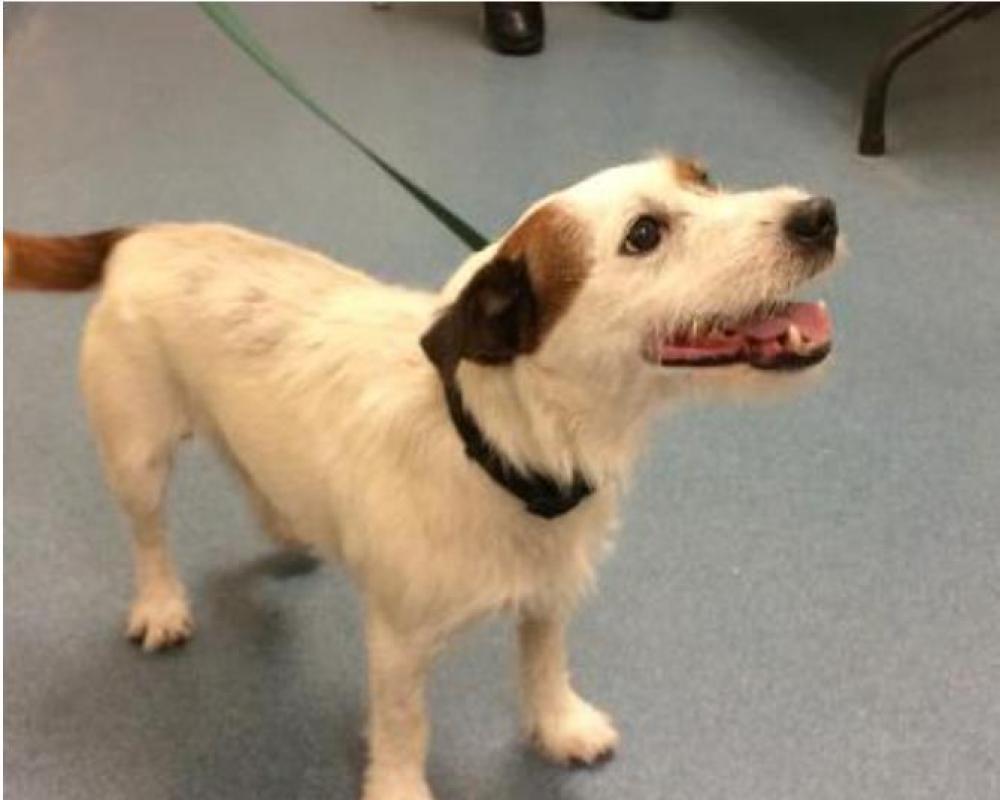 Shelter Stray Male Dog last seen Near BLOCK PURDY LN, WEST PALM BEACH FL 33415, Haverhill, FL 33409