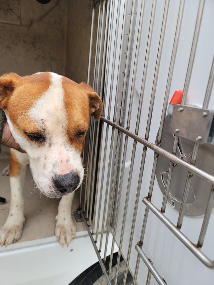 Shelter Stray Male Dog last seen Near Renaud Drive, SCOTT, LA, 70583, Lafayette, LA 70507