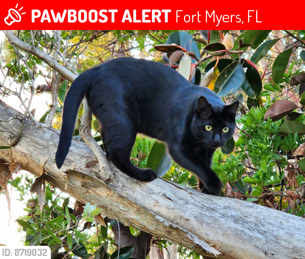 Lost Male Cat last seen Near San Carlos Blvd, Fort Myers, FL 33967