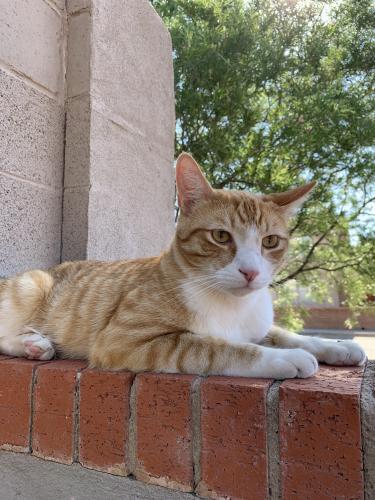 Lost Male Cat last seen Candelaria Rd and 12th Street, Albuquerque, NM 87107