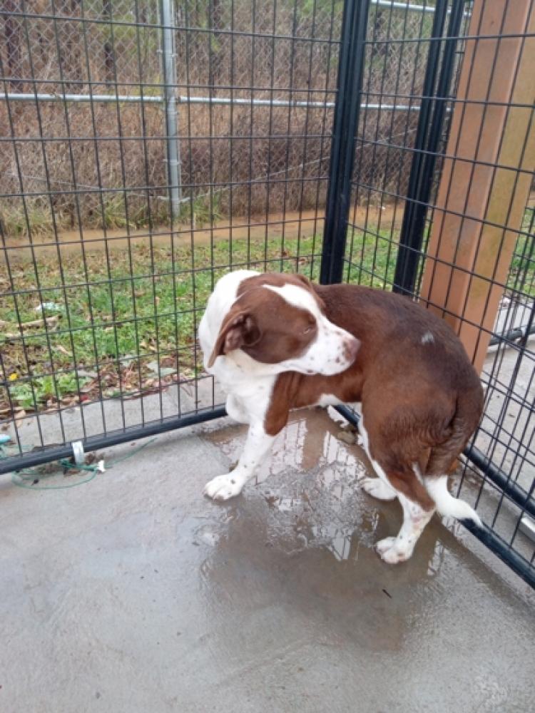 Shelter Stray Male Dog last seen Carrollton, GA 30117, Carrollton, GA 30117