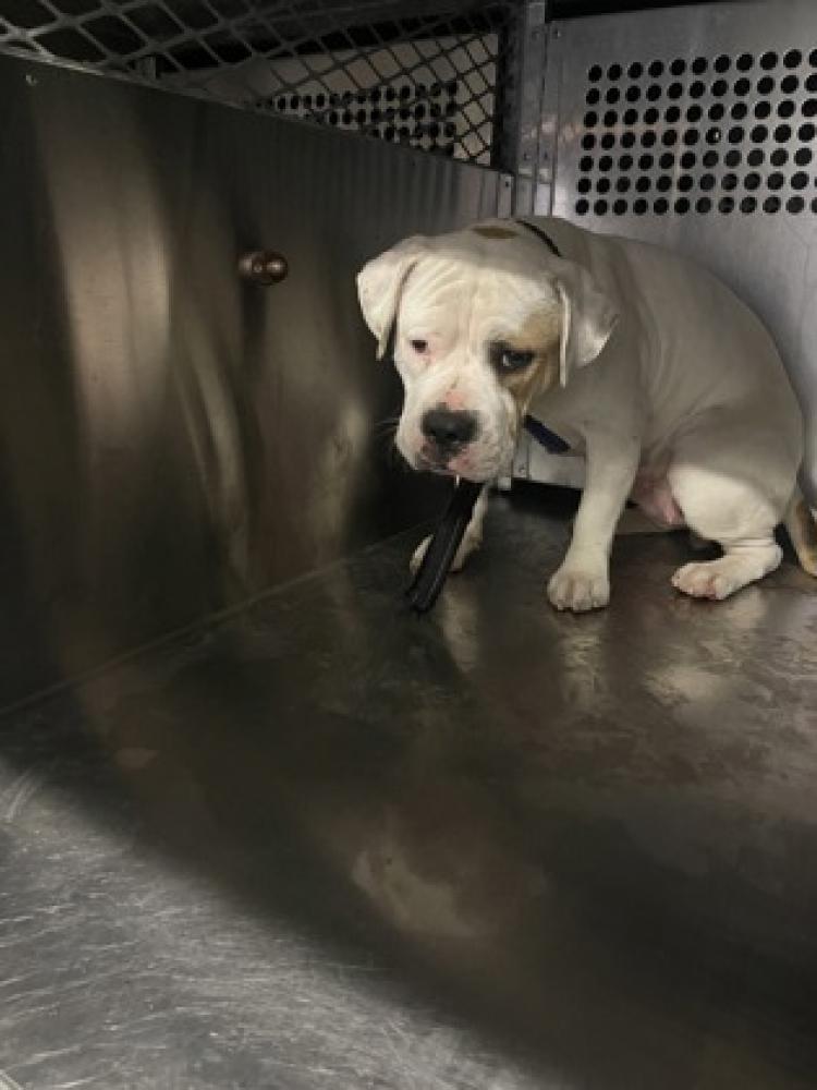 Shelter Stray Female Dog last seen comfort, 75181, TX, Mesquite, TX 75149