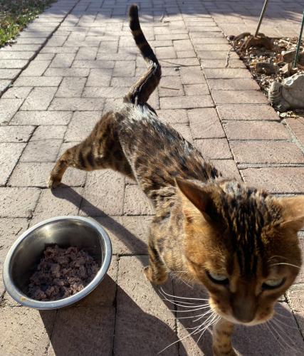 Found/Stray Female Cat last seen Linda Vista/Oracle, Tucson, Arizona, Oracle, AZ 85623