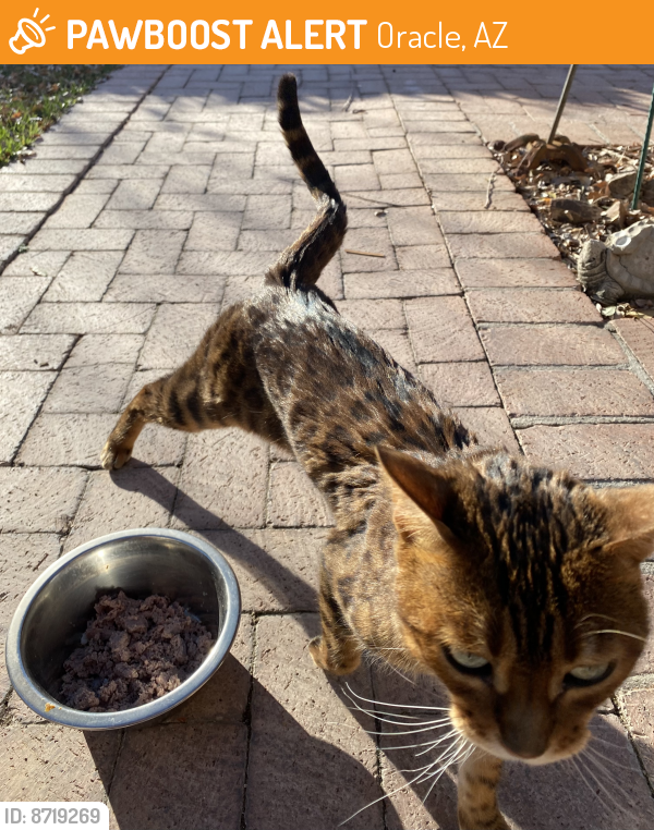 Found/Stray Female Cat last seen Linda Vista/Oracle, Tucson, Arizona, Oracle, AZ 85623