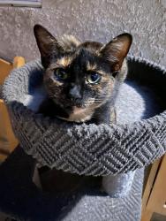 Lost Female Cat last seen 16th st and linden, Long Beach, CA 90813