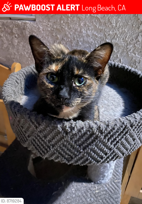 Lost Female Cat last seen 16th st and linden, Long Beach, CA 90813