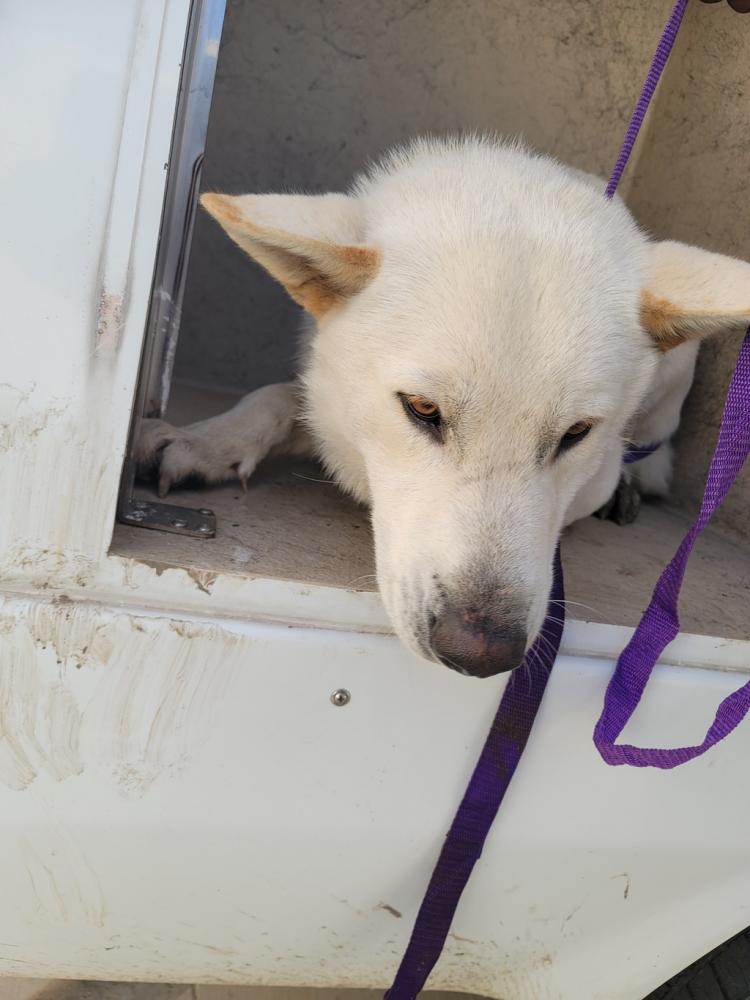 Shelter Stray Male Dog last seen Near Eucharist Road, LAFAYETTE, LA, 70507, Lafayette, LA 70507