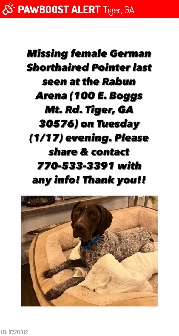 Missing german best sale shorthaired pointer