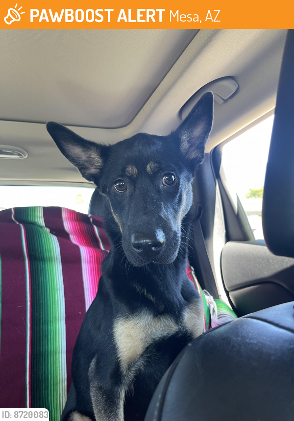Found/Stray Female Dog in Mesa, AZ 85204 (ID 8720083) PawBoost