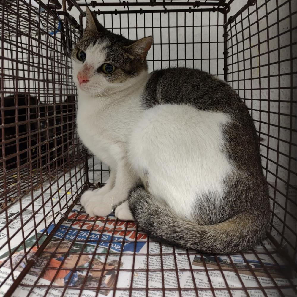 Shelter Stray Female Cat last seen , Edinburg, TX 78539