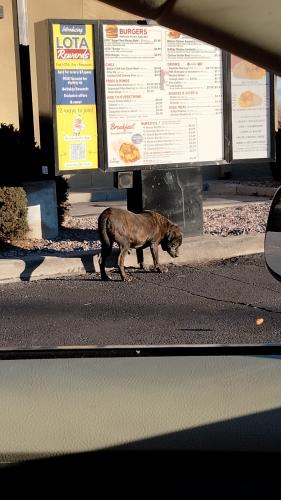 Found/Stray Unknown Dog last seen Arenal and coors, Albuquerque, NM 87121