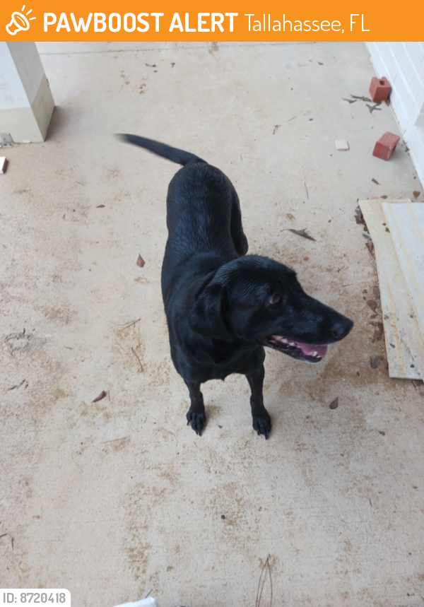 Found/Stray Female Dog last seen Pisgah church and Bannerman Rd, Tallahassee, FL 32309