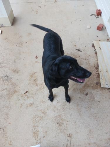 Found/Stray Female Dog last seen Pisgah church and Bannerman Rd, Tallahassee, FL 32309