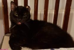 Lost Male Cat last seen Bridge St. and Columbia Avenue , Whitehall, PA 18052