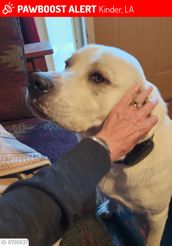Lost Male Dog last seen Hwy 165 and Nielson Road, Kinder, LA 70648