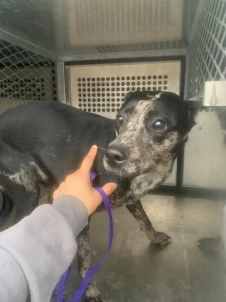 Shelter Stray Female Dog last seen Powell Cir, 75149, TX, Mesquite, TX 75149